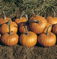 25 Baby Bear Pumpkin Seeds GARDEN SEEDS