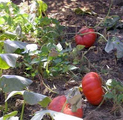 50 Seeds Cinderella Pumpkin Seeds