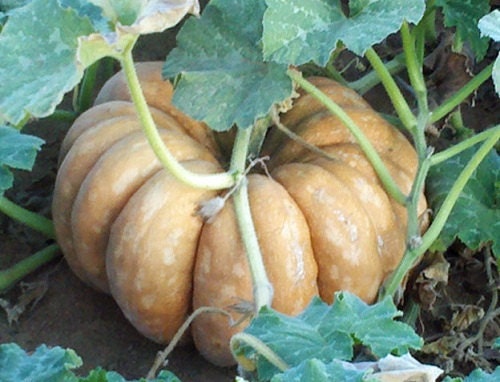 25 Seeds Fairytale Pumpkin Seeds GARDEN SEEDS