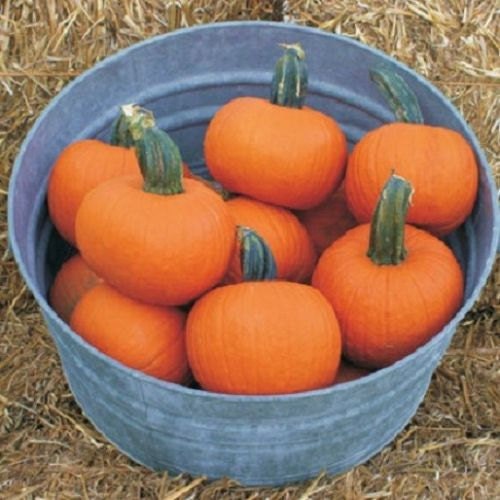 25 Pumpkin Seeds Prankster Pumpkin F1 Seeds