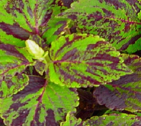 50 Coleus Seeds Jazz Marble Plant Seeds