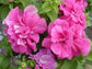 50 Seeds Double Cascade Pink Pelleted Petunia Seeds