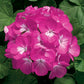 MPB#3 Geranium Zonal Ringo 2000 Deep Rose 15 Geranium Seeds