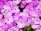 15 Geranium Film Coated MultiBloom Lavender Multi Bloom Zonal Geranium Seeds