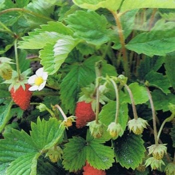 250 Seeds Wild Strawberry Baron Strawberry Seeds