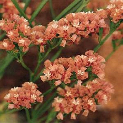 100 Statice Seeds Premium Apricot Flower Seeds