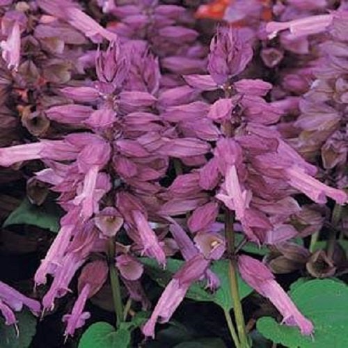 50 Seeds Salvia Vista Lavender