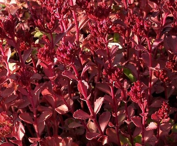 50 Pelleted Sedum Seeds Voodoo Seeds Succulent Seed