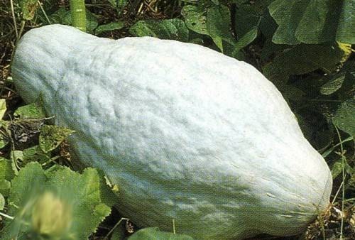 50 Seeds Blue Hubbard Squash Seeds