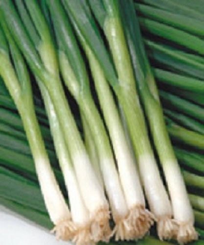 500 Seeds Green Banner Bunching Onion Seeds Green Onion Seeds green onions