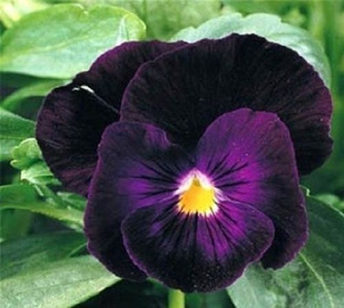 50 Pansy Seeds Swiss Giant Bergwacht Viola Seeds