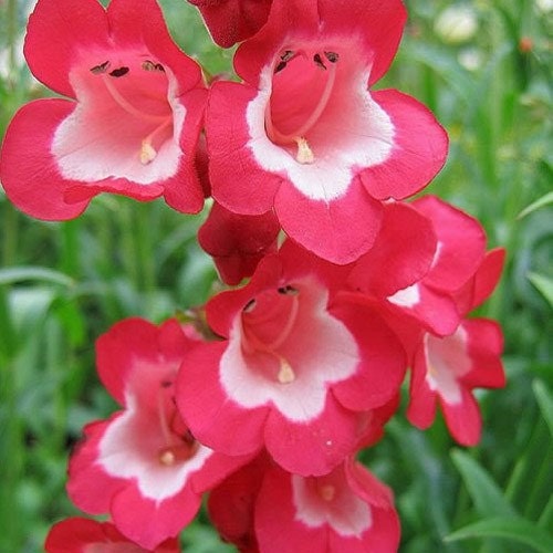 250 Seeds Penstemon Hartwegii Scarlet Flower Seeds Perennial