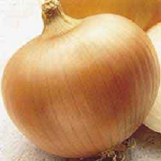 1,000 Utah Yellow Sweet Spanish Onion Seeds