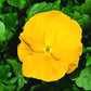 50 Seeds Pansy Giant Clear Yellow