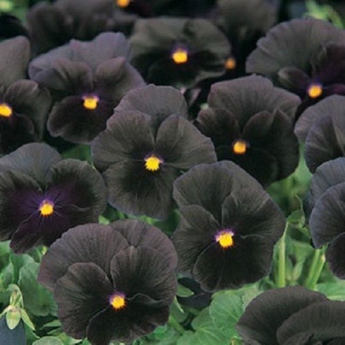 50 Halloween II Pansy Seeds Black Pansy