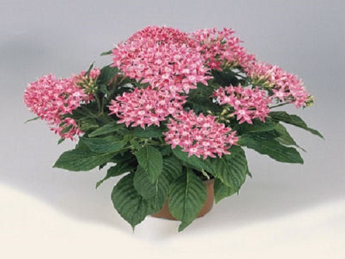 25 Pelleted Seeds Pentas Graffiti Pink Pentas Seeds