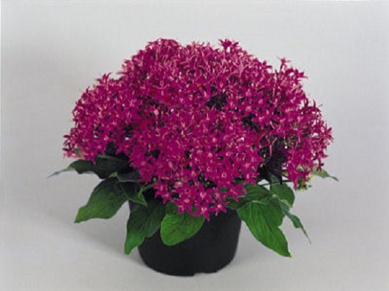 25 Pelleted Seeds Pentas New Look Violet Pentas Seeds Star Flower