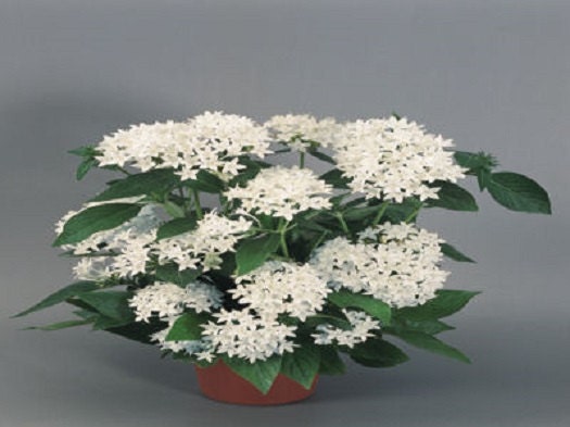 25 Pelleted Seeds Pentas New Look White Pentas Seeds Star Flower