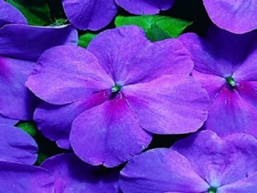 50 Impatiens Seeds Cascade Beauty Lavender (trailing) Flower Seeds