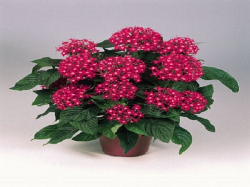 25 Pelleted Seeds Pentas Graffiti Bright Red Pentas Seeds (Star Flower)