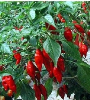 25 Pepper Hot Paper Lantern Pepper Seeds