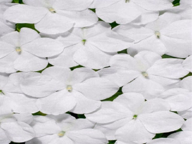 50 Impatiens Seeds Cascade Beauty White (trailing)