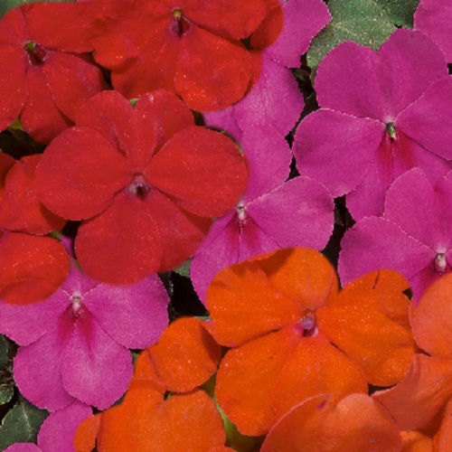 50 Impatiens Seeds Logro Lorider Mix Flower Seeds