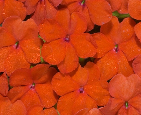 50 Impatiens Seeds Logro Orange Flower Seeds