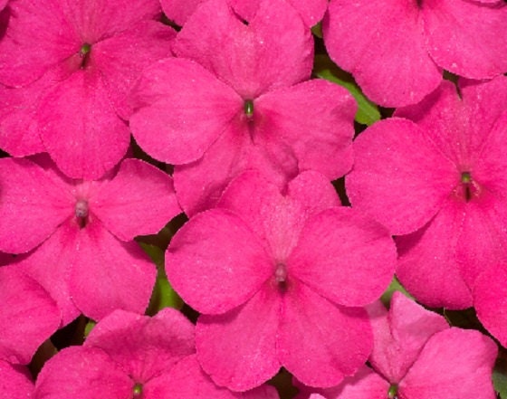 50 Impatiens Seeds Logro Rose Flower Seeds