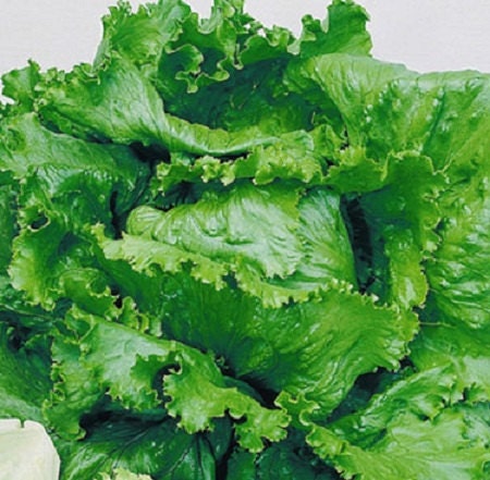 3,000 Lettuce Seeds Great Lakes Crisphead