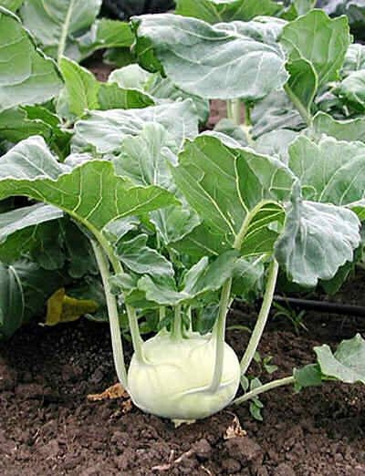 2000 Seeds Early White Vienna Kohlrabi Seeds