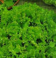 3,000 Lettuce Seeds Grand Rapids GARDEN SEEDS