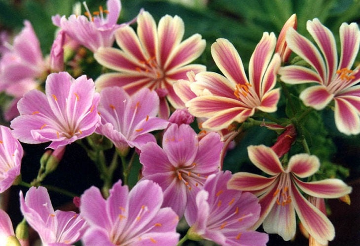 50 Lewisia Seeds Sunset Strain (Lewisia Cotyledon)