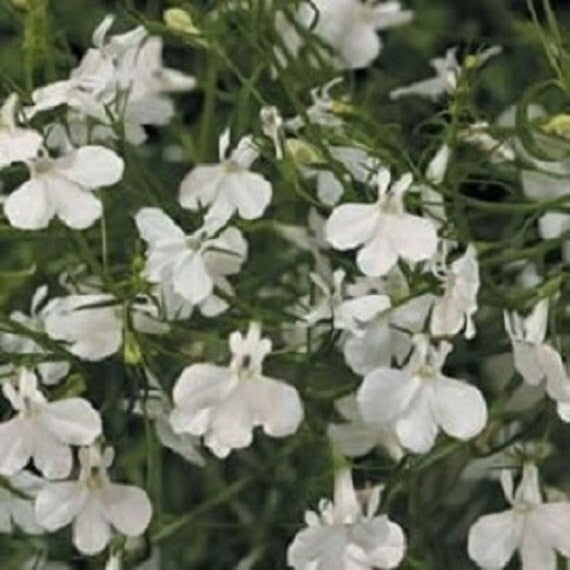 50 Lobelia Seeds Palace White Seeds Flower Seeds Trailing Tobelia