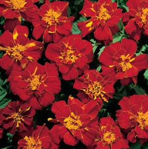 50 Marigold Seeds French Durango Red Seeds Plant Seeds