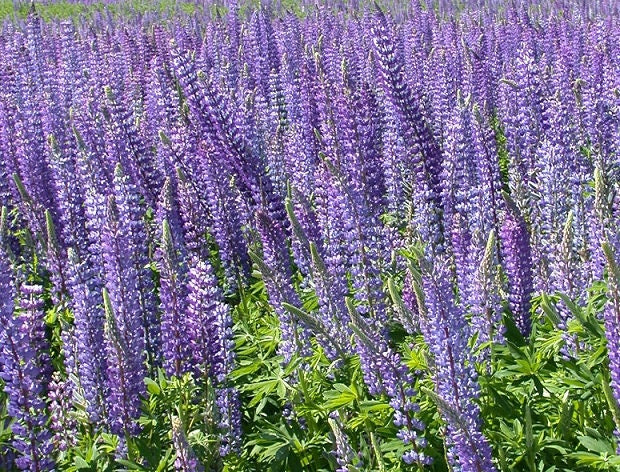 250 Lupine Seeds Perennial Blue Flower Seeds