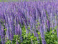 250 Lupine Seeds Perennial Blue Flower Seeds