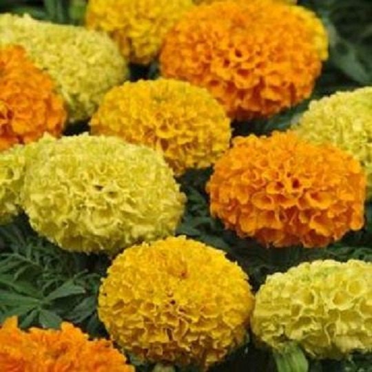 Mix African Marigold Seeds | Seeds For Sale | Nature Nursery