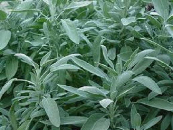 100 Broad Leaf Sage Seeds Herb Seeds (Perennial)