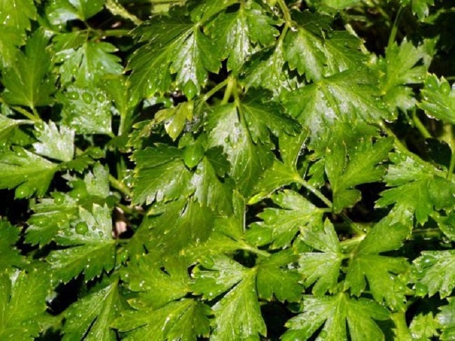 3,000 Parsley Dark Green Italian Flat Leaf Seeds