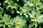 500 Fenugreek Seeds HERB SEEDS