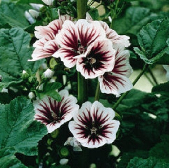 50 Seeds Malva Sylvestris Hollyhock Seeds French Mallow Hollyhock