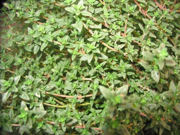 1,000 Common Thyme Seeds SPICE HERB SEEDS