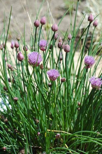 1,000 Chive Spice Seeds Chives Seeds