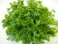 500 Chervil Seeds Curled HERB Seeds