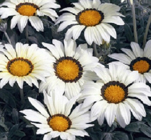 25 Gazania Seeds Frosty Kiss White Flower Seeds