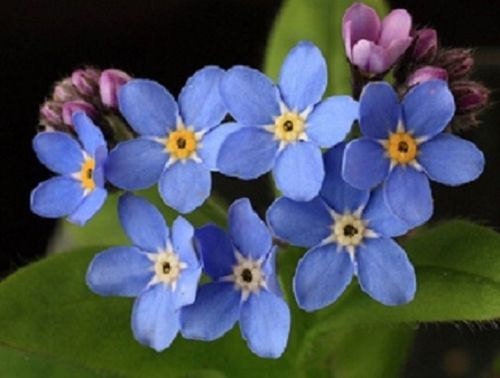 250 Bobo Blue Seeds FORGET ME NOT Flower Seeds