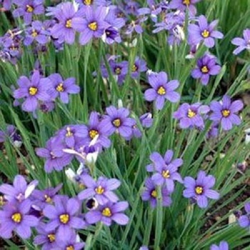 250 Seeds Blue Eyed Grass Seeds