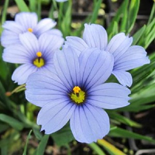 250 Seeds Blue Eyed Grass Seeds