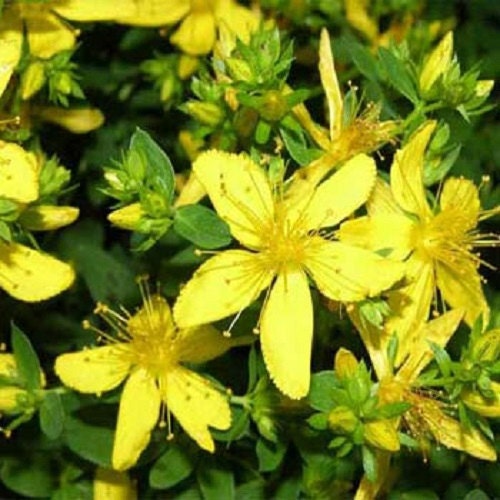 100 St. John’s Wort Seeds (Stachys Byzantina Lanata) Herb Deer Resistant